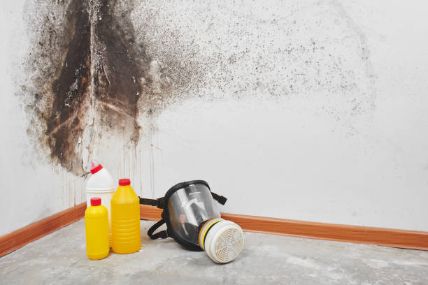 Best Commercial Mold Remediation in Mayfield, PA