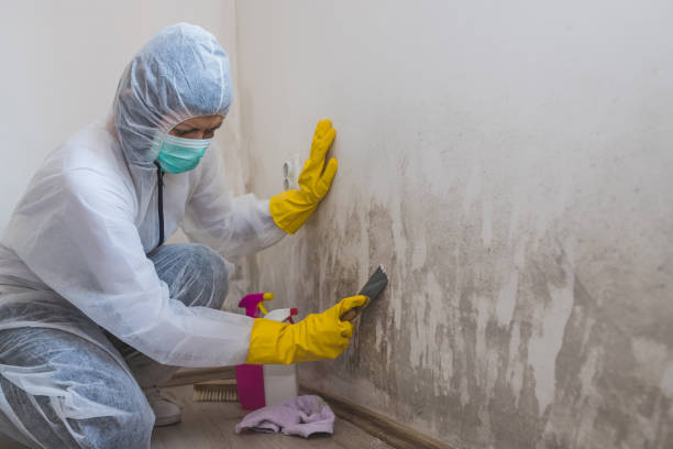 Best Localized Mold Remediation (e.g., coastal areas, humid climates) in Mayfield, PA