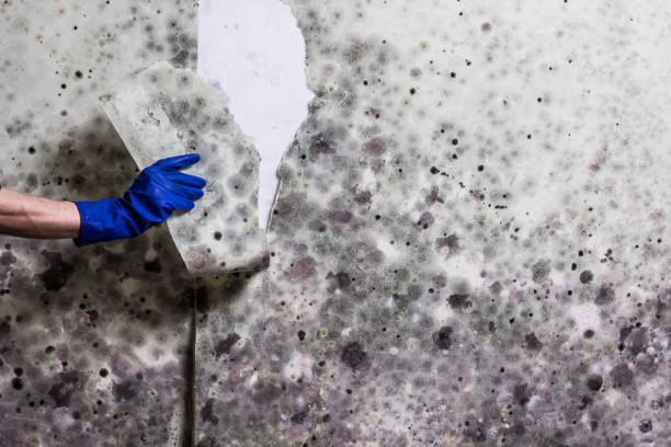Best Crawl Space Mold Remediation in Mayfield, PA
