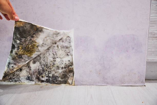 Best Insurance-Related Mold Remediation in Mayfield, PA